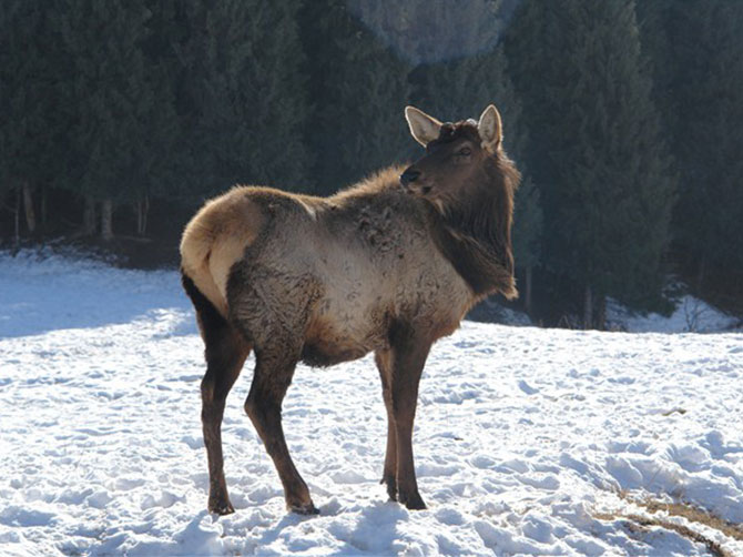 新疆昌吉盛華商貿冬天鹿場實景